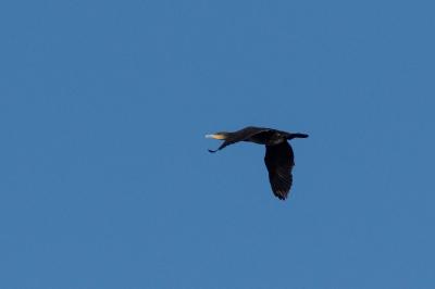 Grand Cormoran (<i>Phalacrocorax carbo</i>)