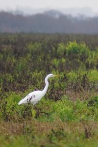 Grande Aigrette