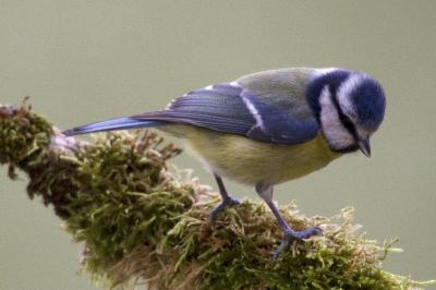 Mésange bleue (<i>Cyanistes caeruleus</i>)