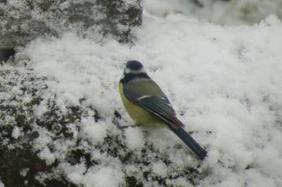 Mésange bleue