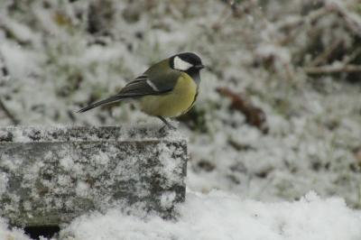 Mésange charbonnière