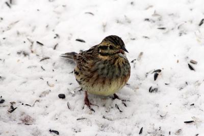 Bruant zizi (<i>Emberiza cirlus</i>)