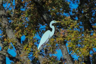 Grande Aigrette