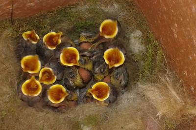 Mésange charbonnière (<i>Parus major</i>)