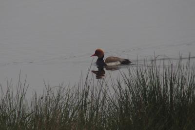 Nette rousse