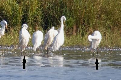 Grande Aigrette