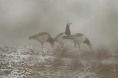 Bernache nonnette (<i>Branta leucopsis</i>)