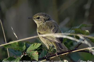 Phylloscopus collybita