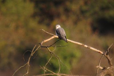 Élanion blanc (<i>Elanus caeruleus</i>)