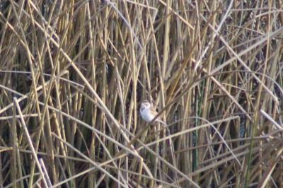 Bruant des roseaux
