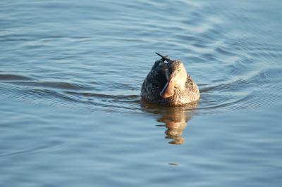 Canard souchet (<i>Spatula clypeata</i>)
