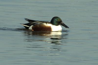 Canard souchet