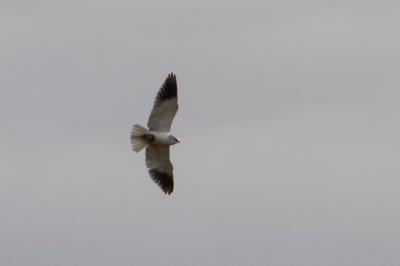 Élanion blanc (<i>Elanus caeruleus</i>)