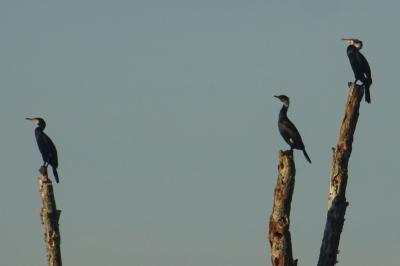 Grand Cormoran
