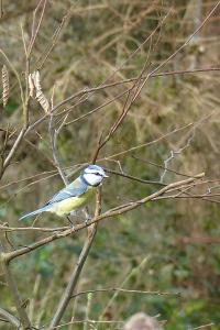 Mésange bleue
