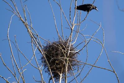 Corbeau freux (<i>Corvus frugilegus</i>)