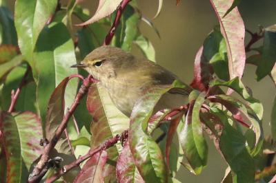Phylloscopus collybita