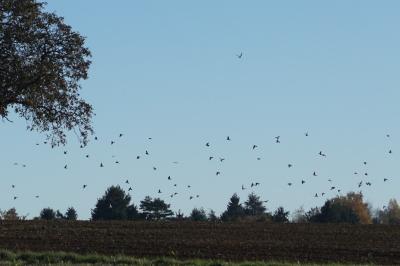 Corbeau freux