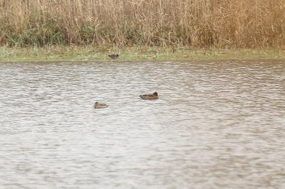 Canard siffleur