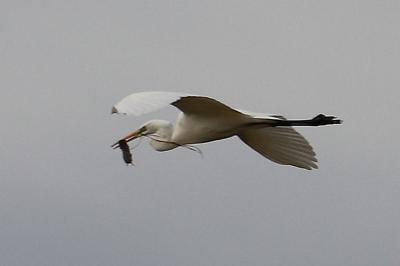 Grande Aigrette (<i>Ardea alba</i>)