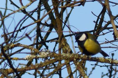 Mésange charbonnière (<i>Parus major</i>)