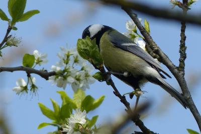 Mésange charbonnière