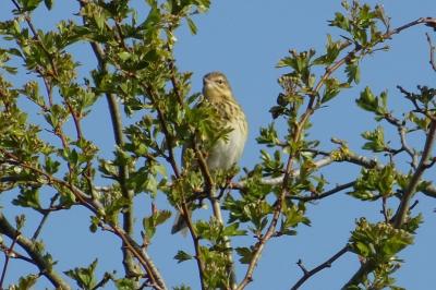 Pipit des arbres