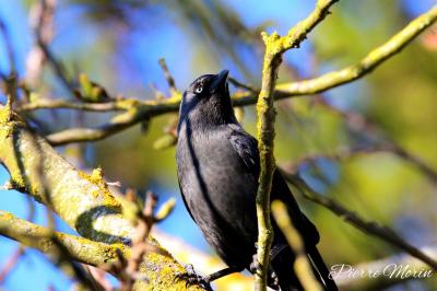 Choucas des tours (<i>Corvus monedula</i>)