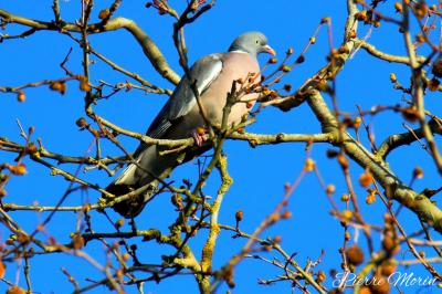 Columba palumbus