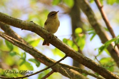 Phylloscopus collybita