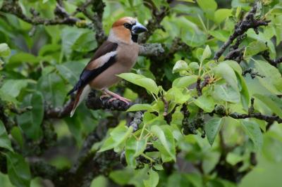 Grosbec casse-noyaux (<i>Coccothraustes coccothraustes</i>)
