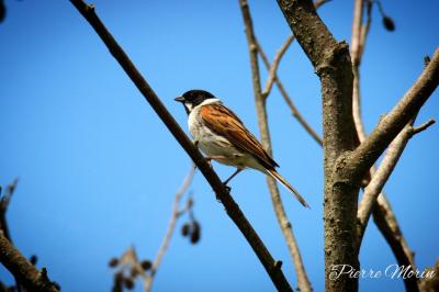 Emberiza schoeniclus