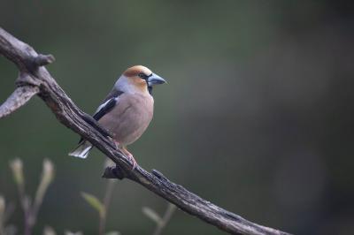 Coccothraustes coccothraustes
