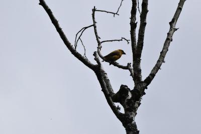 Loxia curvirostra