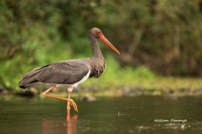 Cigogne noire