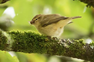 Pouillot véloce (<i>Phylloscopus collybita</i>)