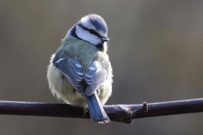 Mésange bleue