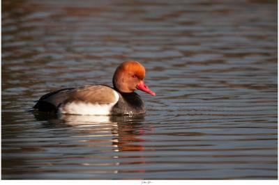 Nette rousse (<i>Netta rufina</i>)