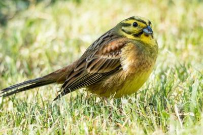 Bruant jaune
