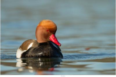 Nette rousse (<i>Netta rufina</i>)