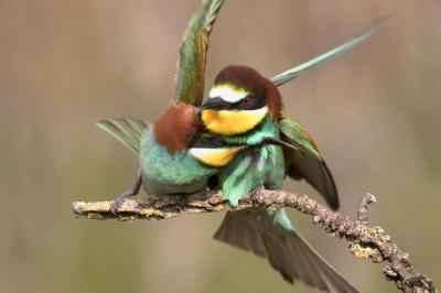 Merops apiaster