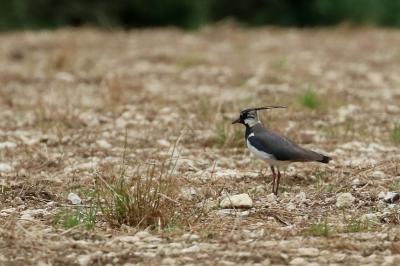 Vanellus vanellus