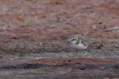 Charadrius alexandrinus