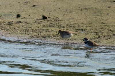 Calidris melanotos