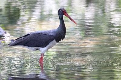 Cigogne noire (<i>Ciconia nigra</i>)