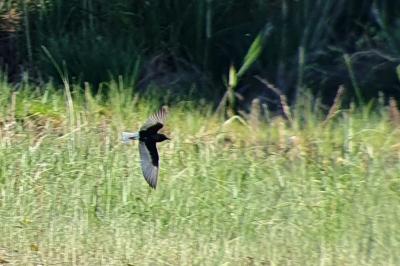 Chlidonias leucopterus