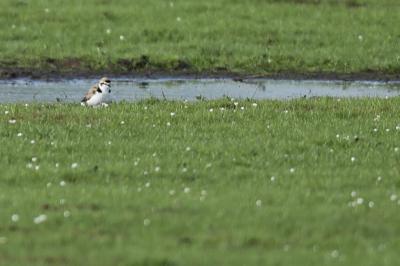 Charadrius alexandrinus
