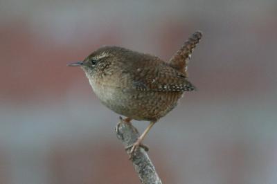 Troglodytes troglodytes