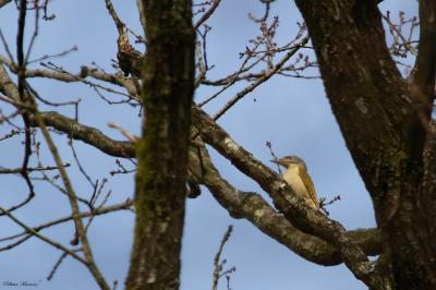 Pic cendré (<i>Picus canus</i>)
