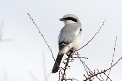 Pie-grièche grise (<i>Lanius excubitor</i>)